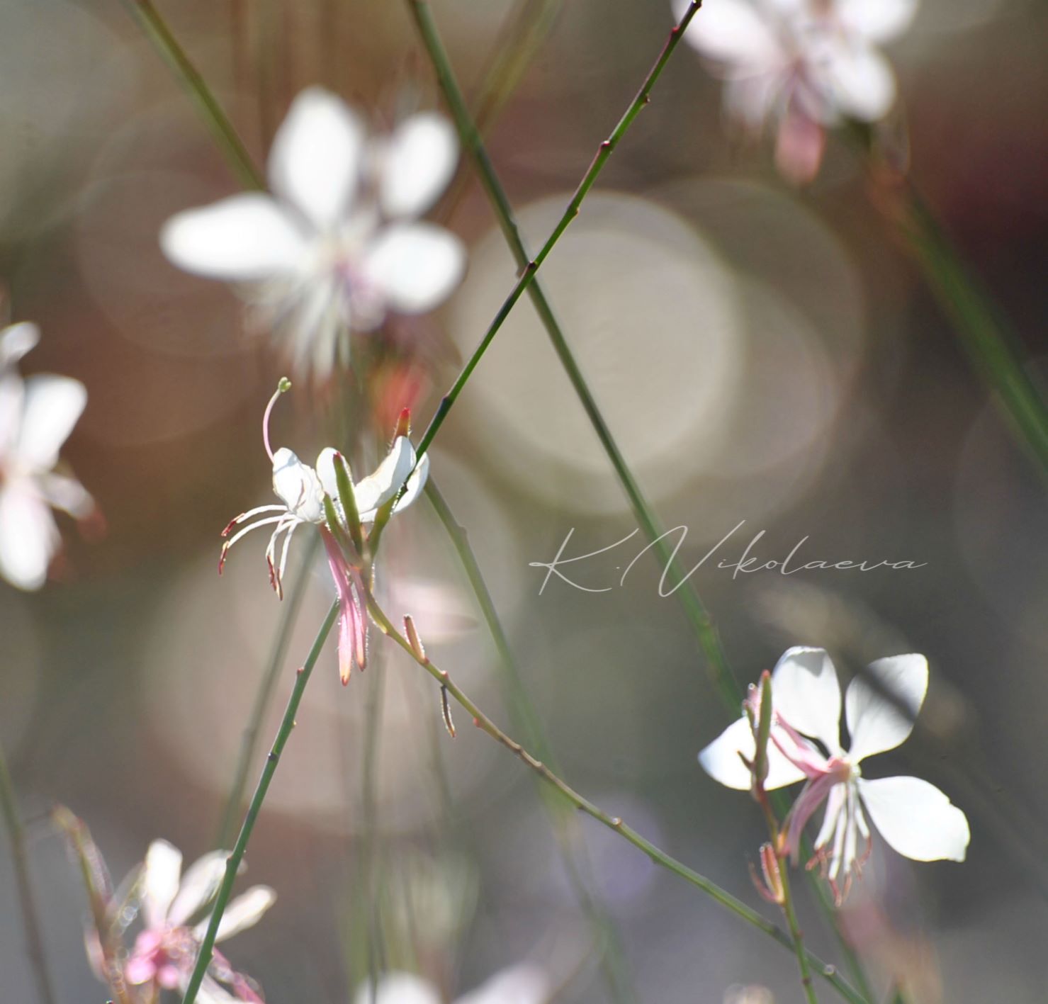 Blommor i rörelse