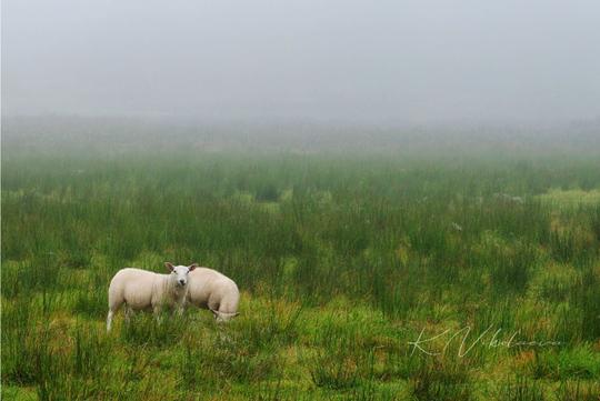 Pastoral